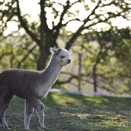 Agriturismo Il Beccafico Alpaca Mengara المظهر الخارجي الصورة
