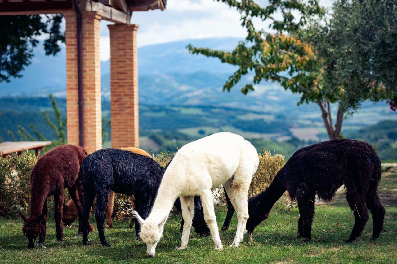 Agriturismo Il Beccafico Alpaca Mengara المظهر الخارجي الصورة